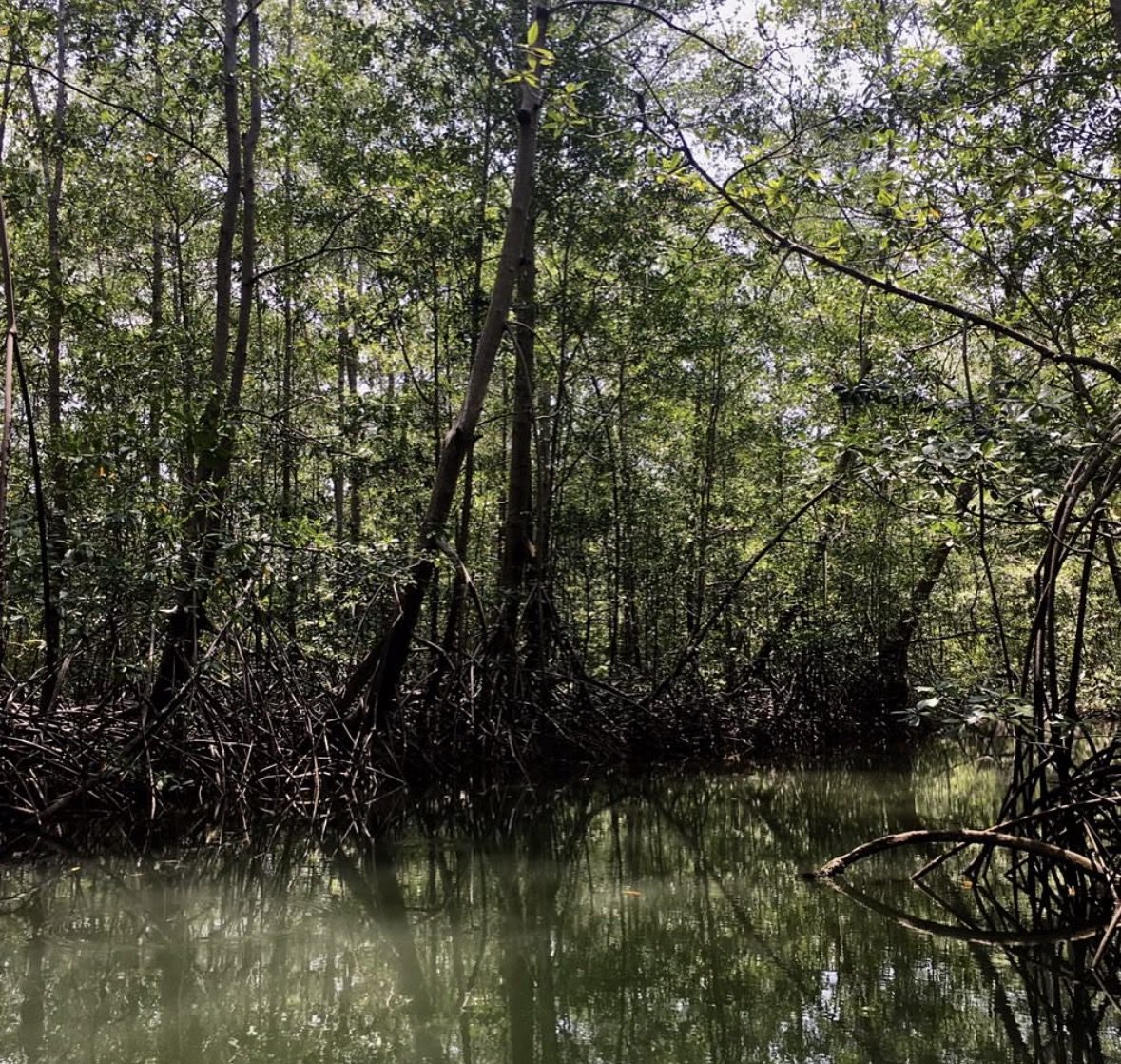 Mangrove Tour Langkawi Preisführer mit privaten und gemeinsamen Bootoptionen